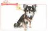 Twinkle rhinestone crown Dog Walking Harness with removable lead