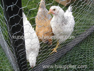 Galvanized Chicken Wire - Traditional and Stable