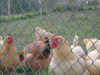 Chain Link Poultry Netting Protects Poultry in Place