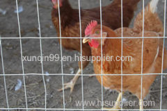 Welded Poultry Netting - Firm Enough to Rear Poultry