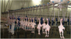 Poultry slaughtering equipment chicken