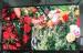 Full Color Outdoor SMD Led Display P20 1R1G1B IP65 SMD5050 For Railways