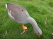 3D animal target goose target for outdoor sports use