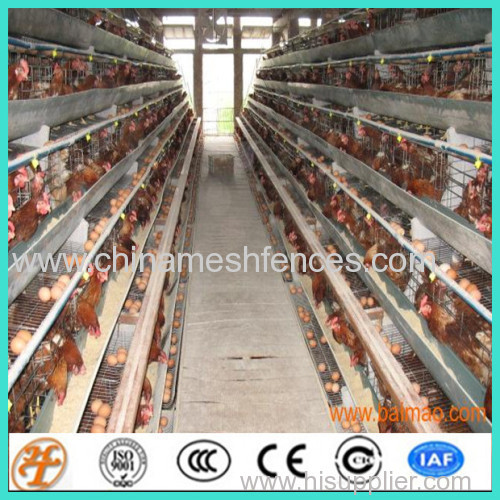 uganda poultry farm automatic chicken layer cage