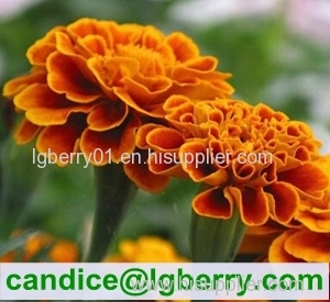 Marigold extract lutein 5% 10% 20% 80%