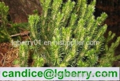 High quality Huperzine A /Huperzia Serrata Extract 1%