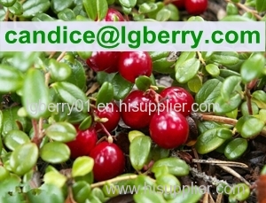 12 years factory supply 5%-70% Cranberry Anthocyanin