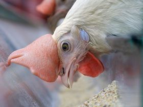 US Welfare Campaigners Target Cage Egg Producers, Processors