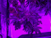 1440w spider 16 LED grow light