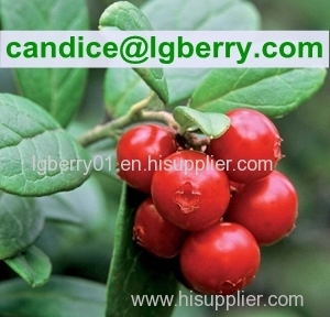 Nature 5-70% Lingonberry Anthocyanin