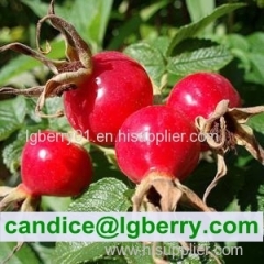 100% Natural wild Rose Hip Extract