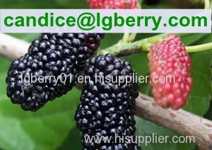 Natural fruit extract anthocyanin mulberry extract powder