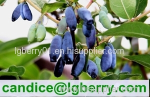 Lonicera Caerulea Extract Powder