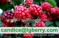 (Anthocyanin 5%-70%)-Anthocyanin professional factory/raspberry extract