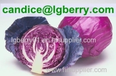 High quality red cabbage extract /anthocyanin