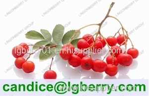 High quality natural anthocyanin of chokeberry extract