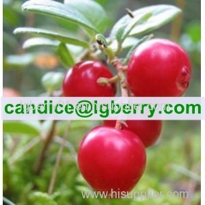 Wild Lingonberry Proanthocyanidins /OPC/lingonberry extract