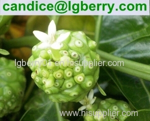 Natural Noni fruit extract/Morinda citrifolia extract powder(10 years factory)