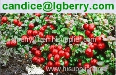 Lingonberry juice powder/lingonberry juice