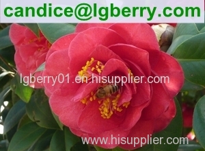 High Quality Pure Camellia Bee Pollen