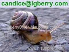 Snail Protease protein powder