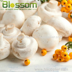 frozen mushroom IQF champignon
