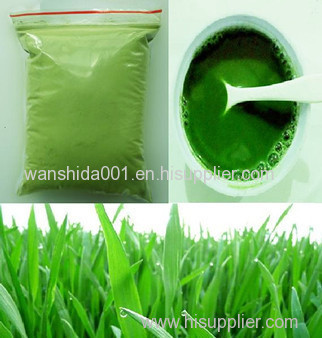 Organic Barley Grass Powder JAS certified Organic Health Supplement