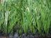 Decorative Artificial Grass Eco Friendly Artificial Grass