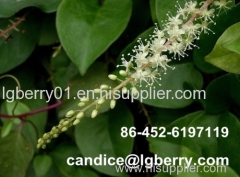 Pure natural wild basella alba extract