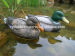 Green head mallard duck decoys for duck hunting good hunting effects
