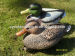 Green head mallard duck decoys for duck hunting good hunting effects