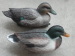 Green head mallard duck decoys for duck hunting good hunting effects