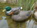 Green head mallard duck decoys for duck hunting good hunting effects