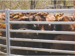 China fence Cattle panels