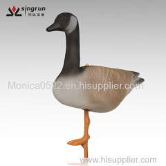 Goose of Canada for shooting and shooting fancier