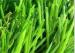 Landscaping Artificial Grass MSD7000+PP4400 Yellow And Green Curly