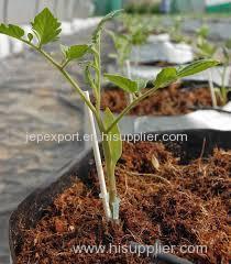 COCO PEATS FOR GROWING PLANTS