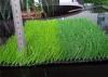 Plastic Football Field Fake Turf , Soccer Artificial Grass UV resistent , 32mm Height