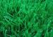 Athletic Fake Cricket Pitch Grass 25mm , Outdoor Artificial Grass Lawns