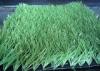 50mm 11000dtex Football , Soccer Synthetic Turf Grass High Density 10500