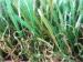 UV Resistant Home Garden Artificial Grass For Fake Grass Decoration 11000dtex , 12800dtex