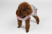 Latest Design Cherry Design Superior Quality Female Dog Clothes