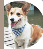 Fanshion wholesale Dog Collar with bandana