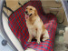 Pet Dog Car Rear Back Seat Carrier Cover Pet Dog Mat Hammock Cushion Protector
