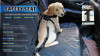 Car Dog Safety Seat Belt