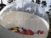 Top quality bubble tent transparent