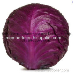 natural color cabbage red