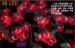 Holiday Decorative 10m RGB LED String Lights 38pcs , Indoor Butterfly String Lights