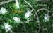 Eco Friendly 5m LED Roof String Light 220v / Curtain Micro LED Light String