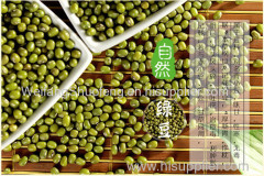 100% Pure non-GMO Dry Green Mung Beans for food or for Sprouting from China